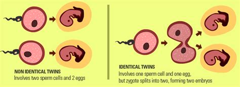 How Twins Are Made