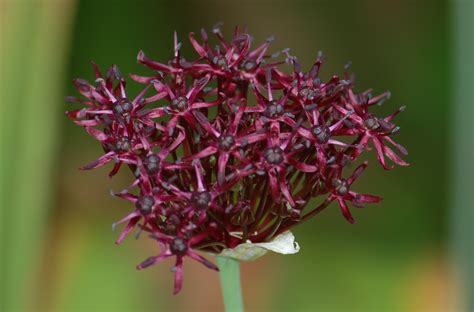 Featured products · gift baskets · since 1969 · browse our inventory 10 Varieties of Purple Allium