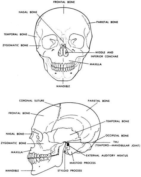 15 Facial Anatomy Ideas Facial Anatomy Anatomy Facial