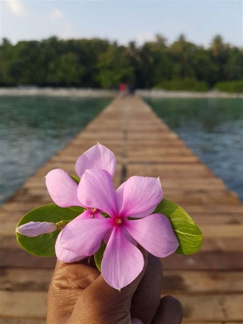 Maldivesblueseajettyflowerpurple Purple Flowers Photography