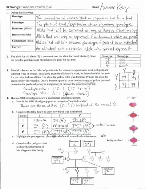 In a circle, this is an angle formed by two chords with the vertex on the figure 2 angles that are not inscribed angles. 50 Mendelian Genetics Worksheet Answer Key | Chessmuseum ...