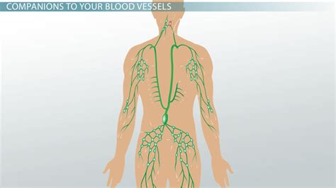 Lymphatic Vessels Definition And Function Video And Lesson Transcript