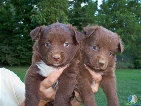 Cute Puppy Dogs Australian Shepherd Puppies Brown
