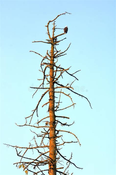 american bald eagle  dead tree stock photo image  tall tree