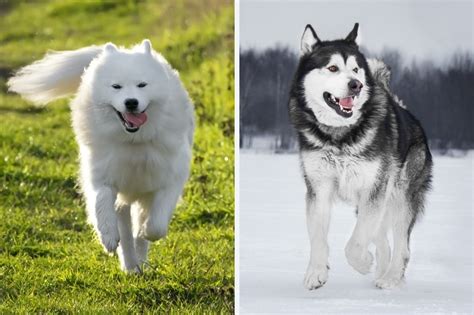 Samoyed Vs Alaskan Malamute What Are The Differences