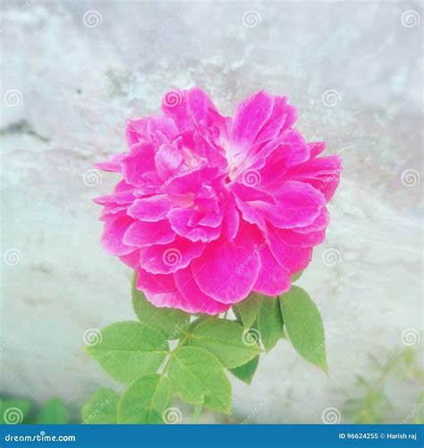 Pinky Flower Stock Image Image Of Nature Blooming Flower 96624255
