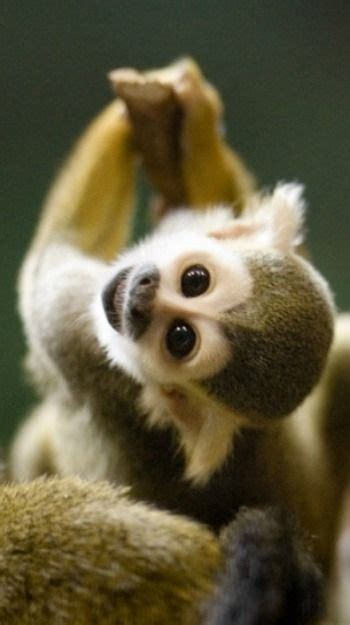 I Want A Pet Monkey Cute Animals Squirrel Monkey
