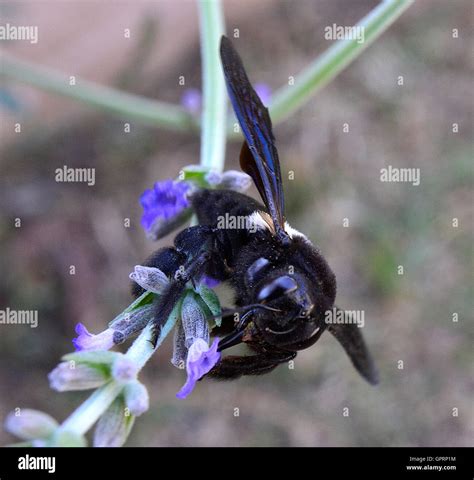 Carpenter Bee Xylocopa Hi Res Stock Photography And Images Alamy