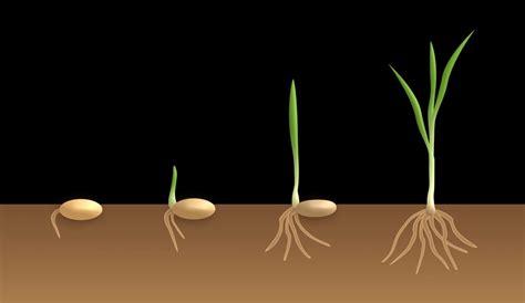 Steps Of Seed Germination Types And Stages Gardening Tips