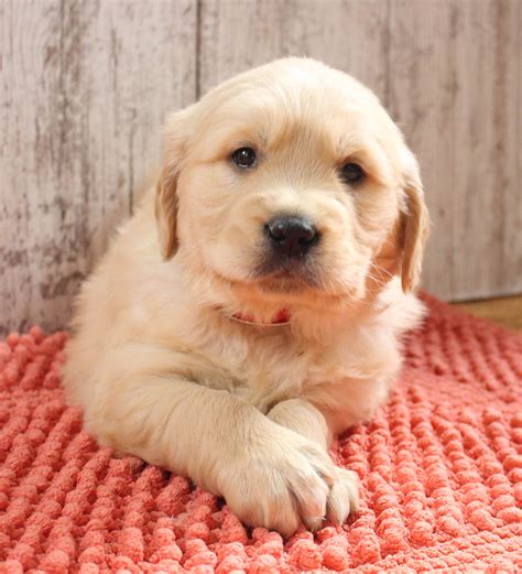 There is no fixed golden retriever price. Prince | Puppies, Puppy finder, Puppies near me