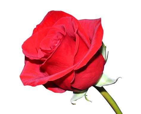 Rose Png Image Purepng Free Transparent Cc0 Png Image Library Images