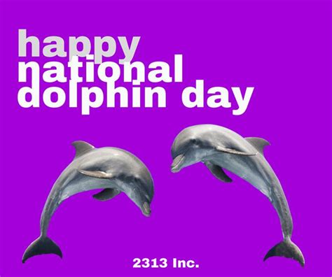 Its National Dolphin Day Did You Know That Dolphins Can Range In Size