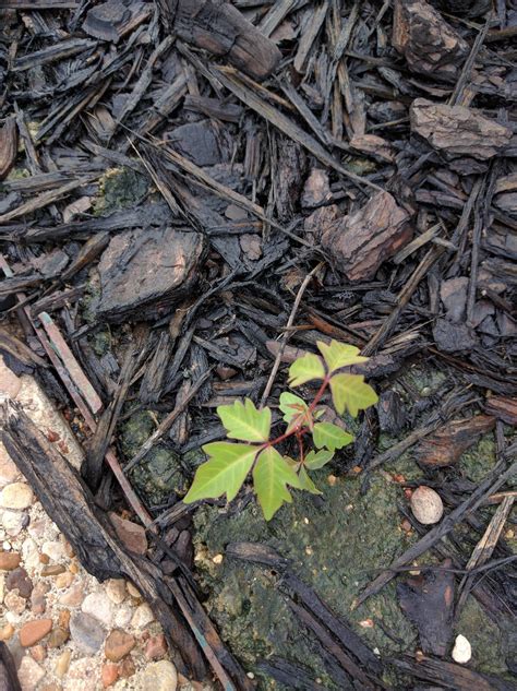 In Central Texas Is This Poison Ivy Whatsthisplant