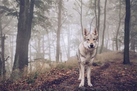 Australian Shepherd Wolf Mix The Ultimate Wolfdog