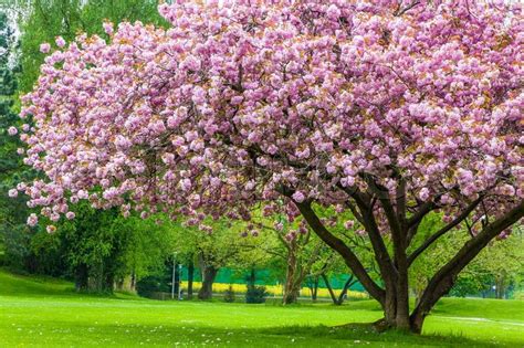 Beautiful Sakura Tree In The Park In Stock Photo Colourbox
