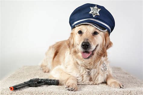 30 Dog Golden Retriever Police Stock Photos Pictures And Royalty Free