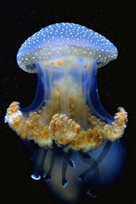 Jellyfish Are Without Brains Central Nervous System Circulatory