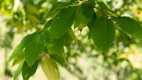 American Beech Dominating Abundance Of Maples Declining