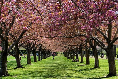 5 Standout Places To See Cherry Blossoms In The Us Travel Trivia