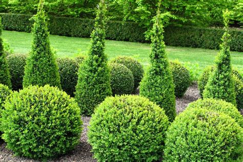 17 Best Privacy Bushes And Shrubs