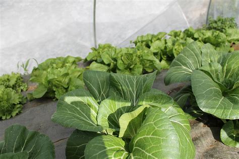 Bok Choy And Lettuces Ready For Harvest Raid Beautiful Wall Green