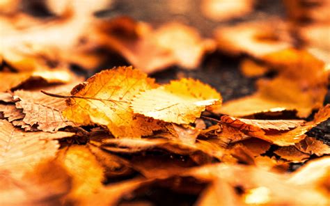 Download Wallpaper 3840x2400 Leaves Foliage Autumn Macro 4k Ultra Hd