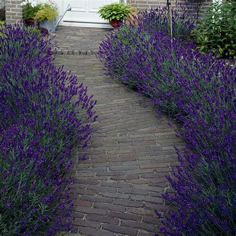 Lavender Hidcote The Classic Hardy English Lavender For Hedging These