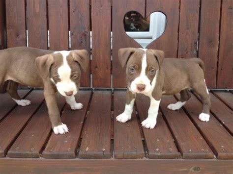 Adorable Chocolate Rednose Pitbull Puppies For Sale In Granite City