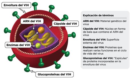 el ciclo de vida del vih el vih sida infosida
