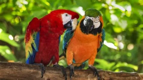 Lifespan Of Parrots How Long Can A Parrot Live Birds Coo