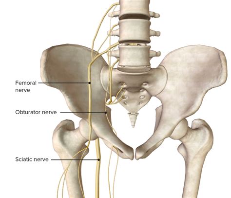 Hip Joint Concise Medical Knowledge