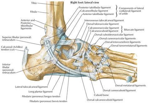 Ankle Tendons