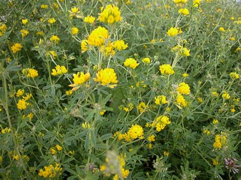 Agroatlas Crops Medicago Falcata L Yellow Flower Alfalfa Sickle