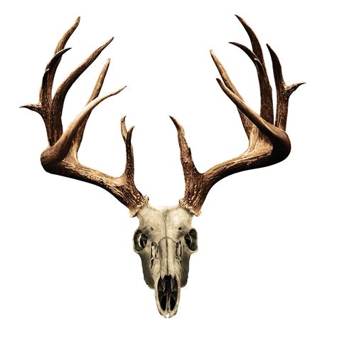 Pin By Stacey Lane On Tat Ideas For E Deer Skull Drawing Deer Skulls
