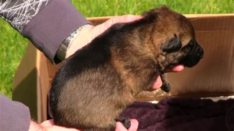We are breeders of quality shepherds that can be used for rescue or family pets. 1 Week Day Old German Shepherd Puppies