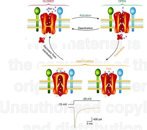 Diagram Illustrating The Various States Of The Sodium Channel The