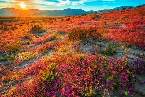 Anza Borrego Desert State Park California Super Bloom Wild Flickr