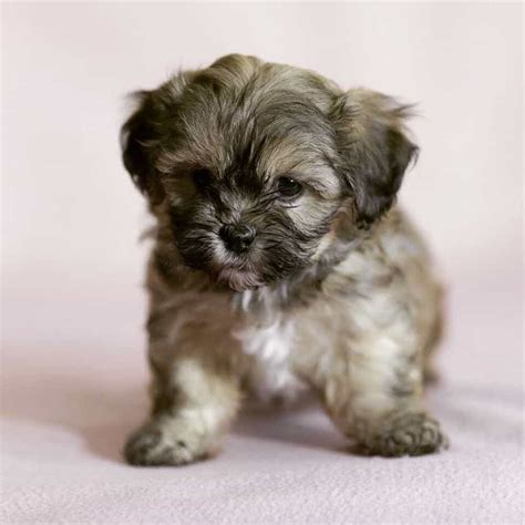 The Ultimate Guide To Havanese Mix Breeds How Pet Care
