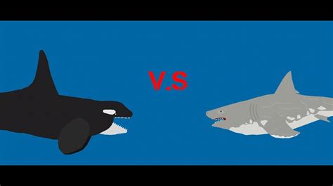 Orca Vs Great White Shark Youtube