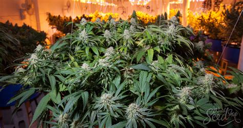 How to Grow Weed Fast and Harvest Early