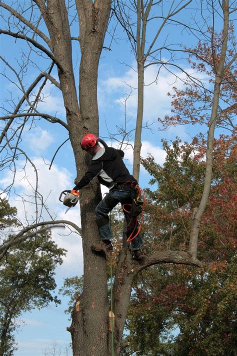 Maybe you would like to learn more about one of these? Redmond Arborist | Tree Services | Devoted Tree Solutions