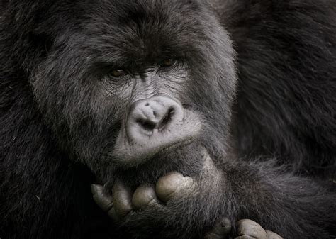 The Thinking Man A Silverback Mountain Gorilla In A Striking Pose