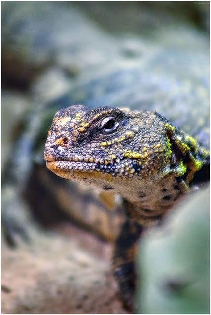 Lizard Reptiles Reptile Close Free Photo On Pixabay Pixabay