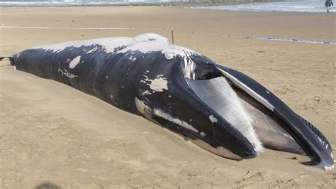 Dead Whale Washes Up On Beach At Foreness Point In Thanet