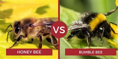 Carpenter bees can be about the same size as killer bees and honey bees, but they can also be twice as large, depending on the species in question. Bees vs Wasps vs Hornets… (14 Different Pictures) | Bee ...