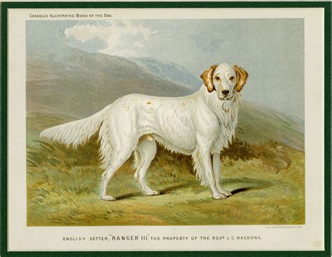 Matted Antique Dog Print English Setter 1881 Vero Shaws Cassells