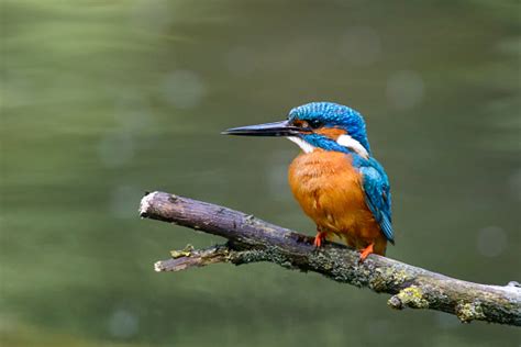 Common Kingfisher Sitting On A Branch Stock Photo Download Image Now