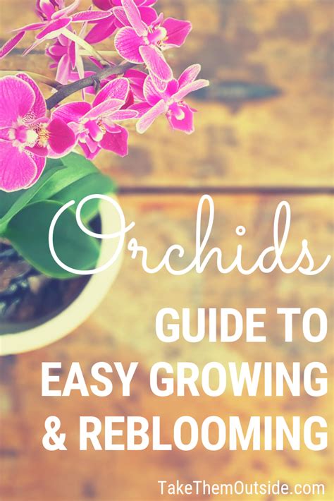 Orchid Care For Beginners Its Easier Than You Thought Orchid Care
