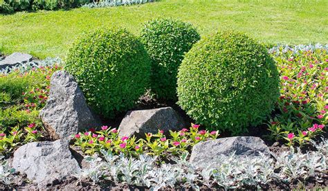 What Is It Called When You Trim Bushes Into Shapes
