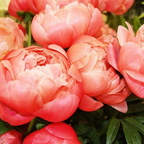 Peony Coral Charm A Color Youll Love Up Close Amazing Peonies